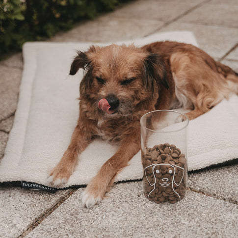 Brauner Hund liegt neben einem mit Trockenfutter gefüllten Vorratsglas mit weißem Hundemotiv.