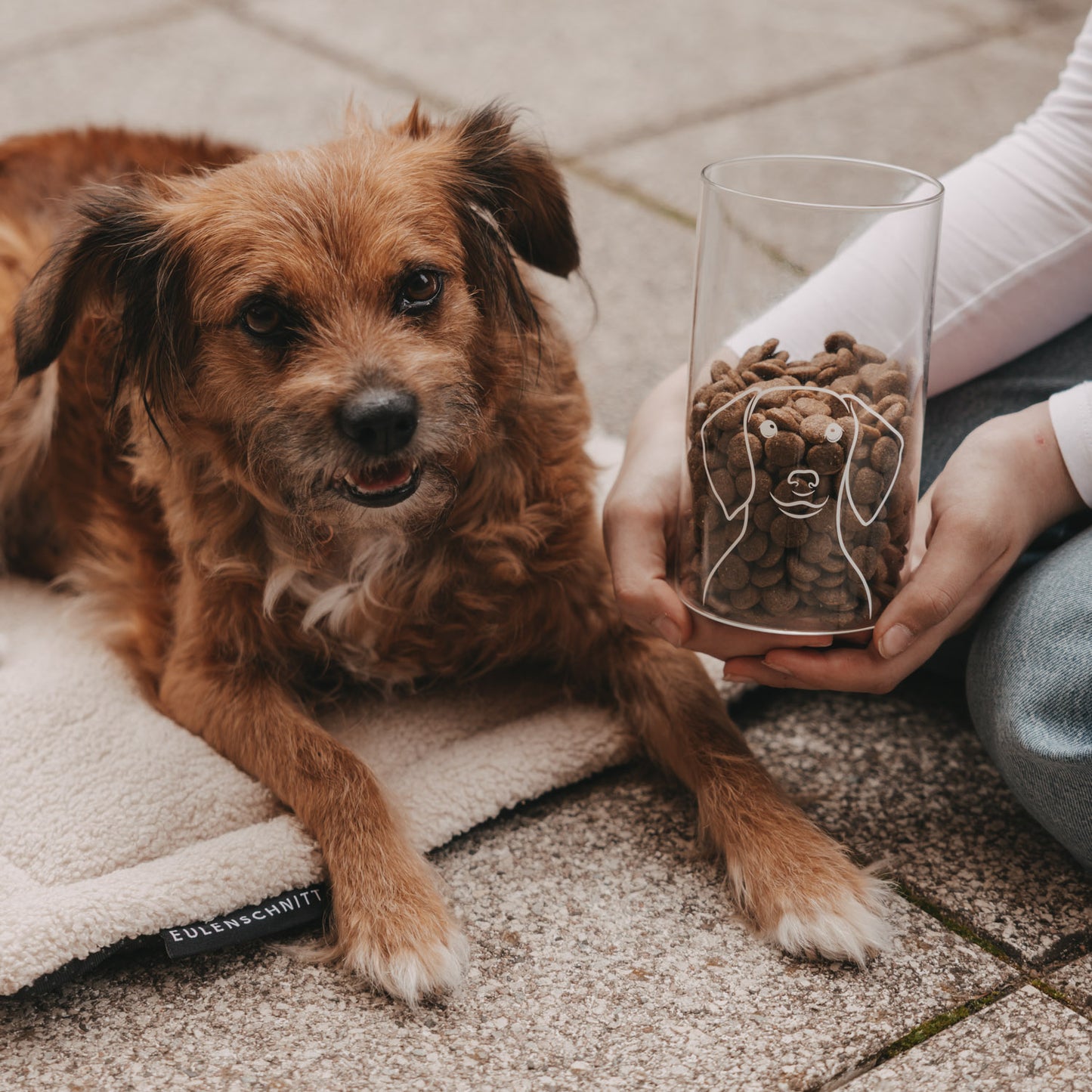 Brauner Hund liegt neben einem gefüllten Vorratsglas mit Hundemotiv und Holzdeckel.