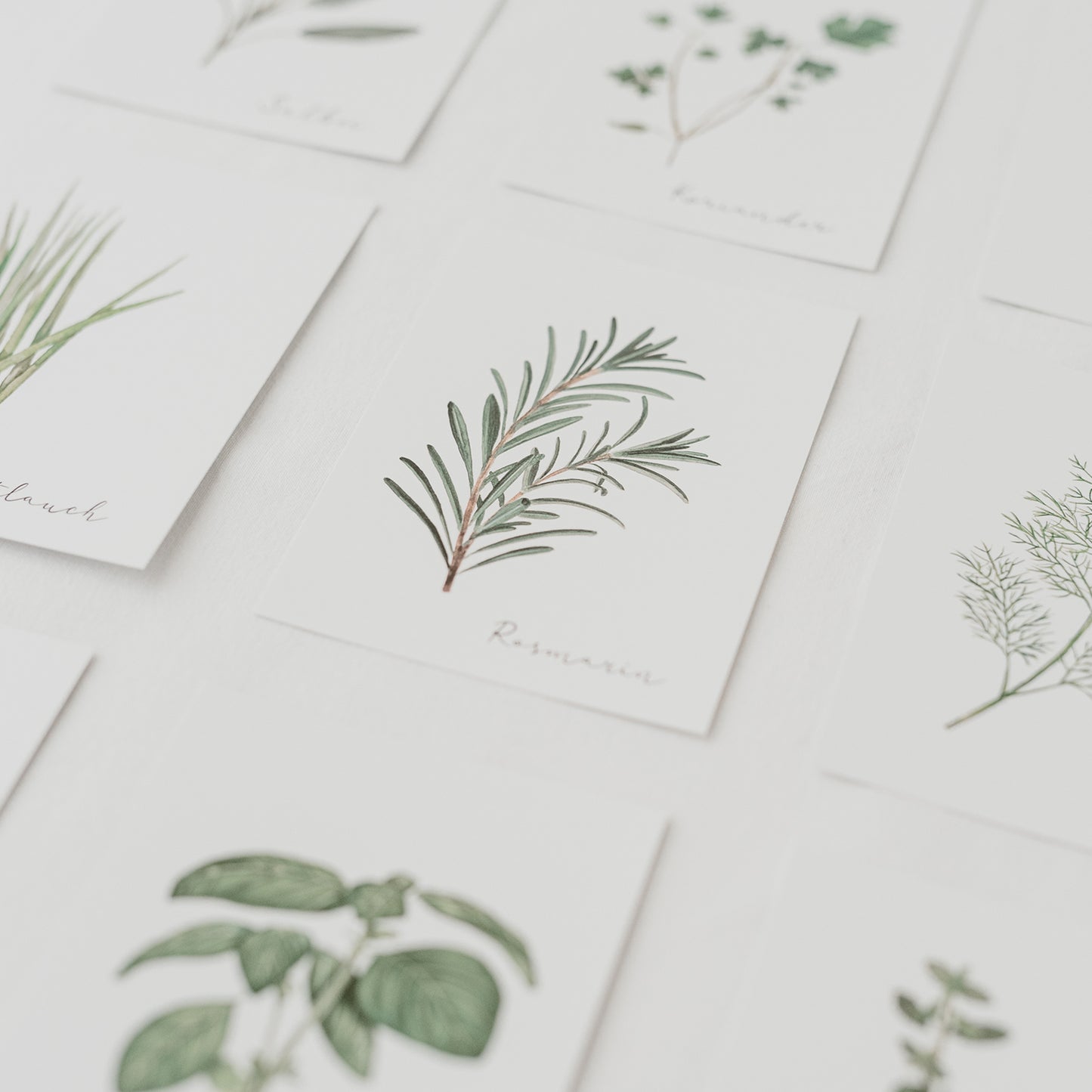 Ensemble de 9 cartes d'herbes