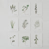 Ensemble de 9 cartes d'herbes