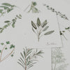 Ensemble de 9 cartes d'herbes