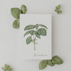 Ensemble de 9 cartes d'herbes