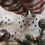 Weiße Eulenschnitt Socken mit grünen Tannen für Erwachsene und Kinder in weihnachtlicher Atmosphäre.