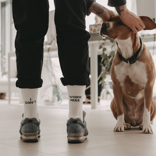 Person trägt weiße Socken mit schwarzem Schriftzug „I DON’T“ auf der einen und „WORK HERE“ auf der anderen Seite – daneben sitzt ein brauner Hund, der gestreichelt wird.